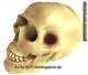 Spardose Totenkopf - Skull - Schdel mit Spardosenschloss und Spardosenschlssel  Mae ca.: H= 20 cm