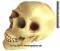 Spardose Totenkopf - Skull - Schädel mit Spardosenschloss und Spardosenschlüssel Maße ca.: H= 20 cm